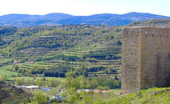 Morella